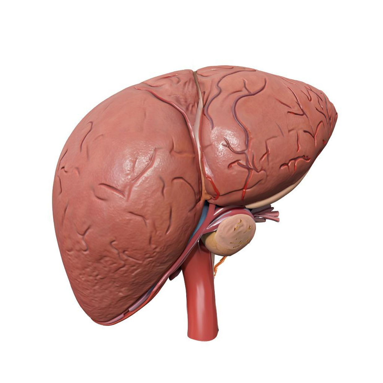 Сахарный диабет 2 типа затрагивает не только уровень глюкозы в крови, но и работу печени, которая является ключевым органом, отвечающим за углеводный обмен, аналогично поджелудочной железе.