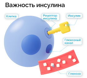 важность инсулина
